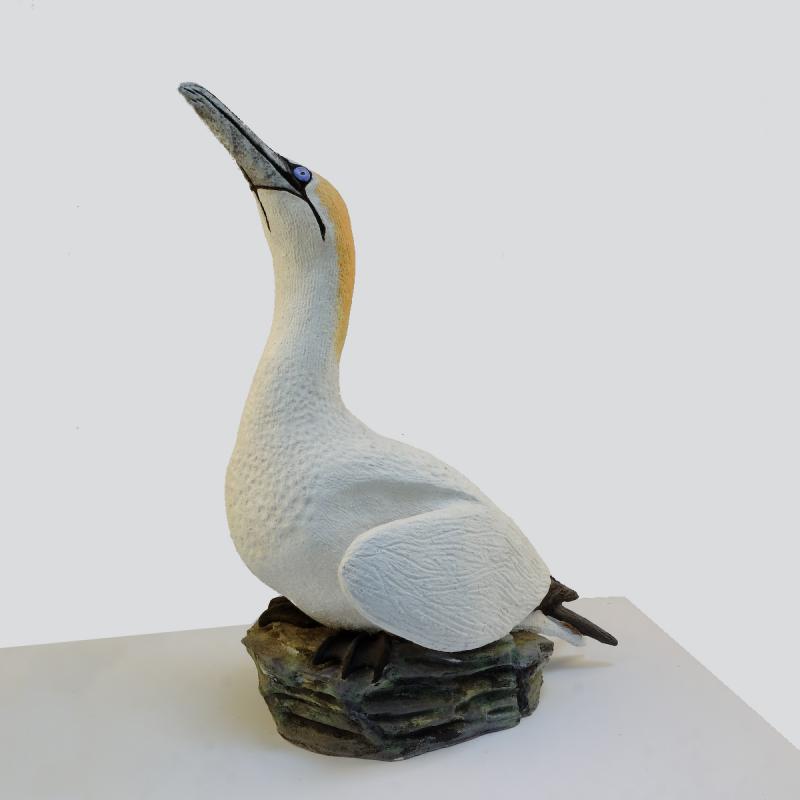 standing gannet