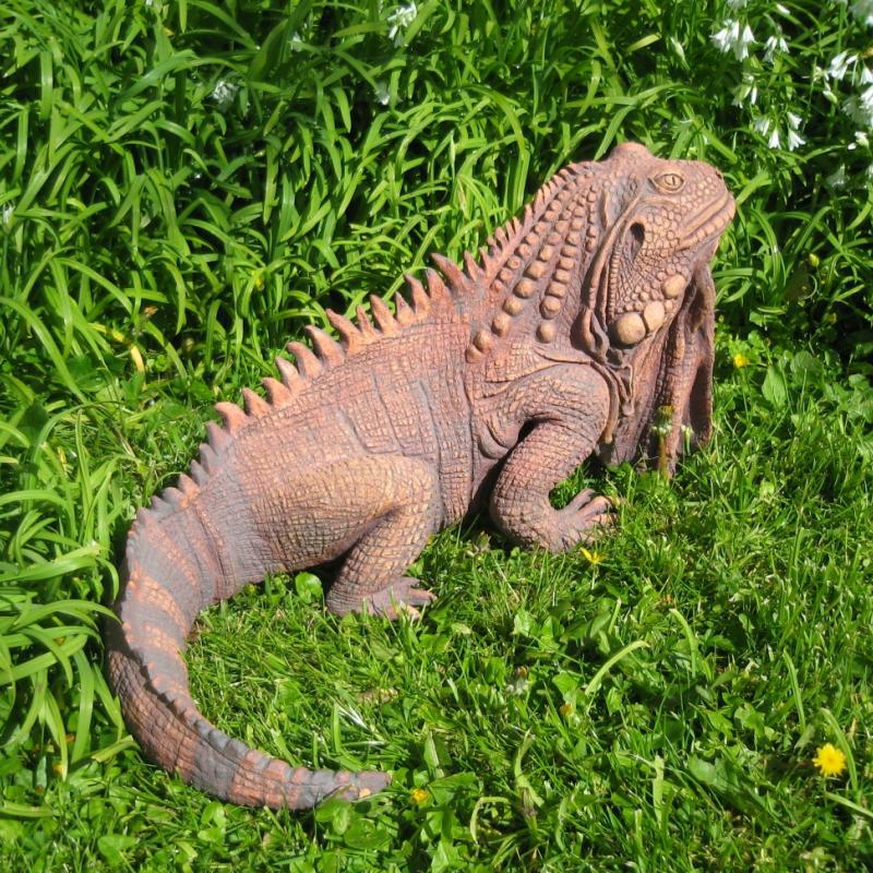 an iguana